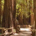 Un guide complet sur les clôtures en séquoia