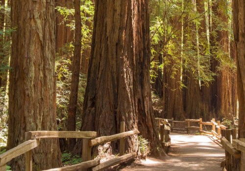 Un guide complet sur les clôtures en séquoia